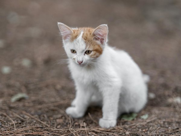 Le meilleur harnais pour jack russell : guide d'achat essentiel