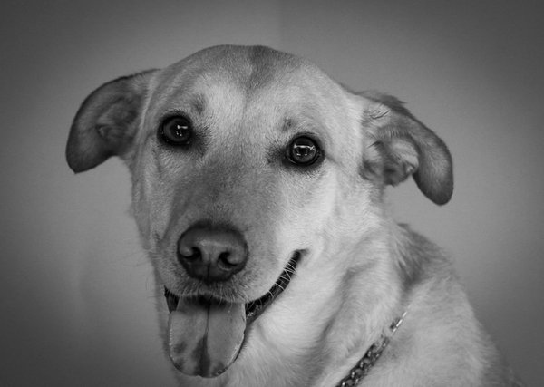 Litière pour chatons: Quelle est la meilleure pour votre petit félin?