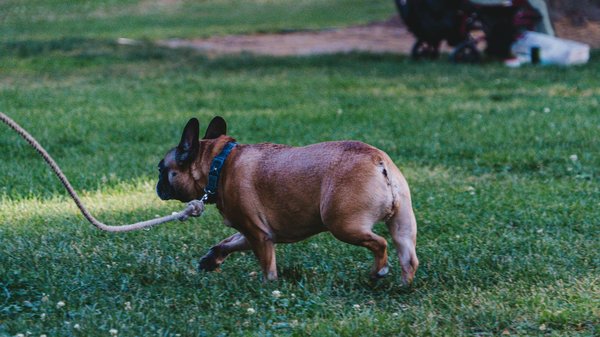 Pourquoi la préservation des habitats naturels est cruciale pour la faune sauvage ?